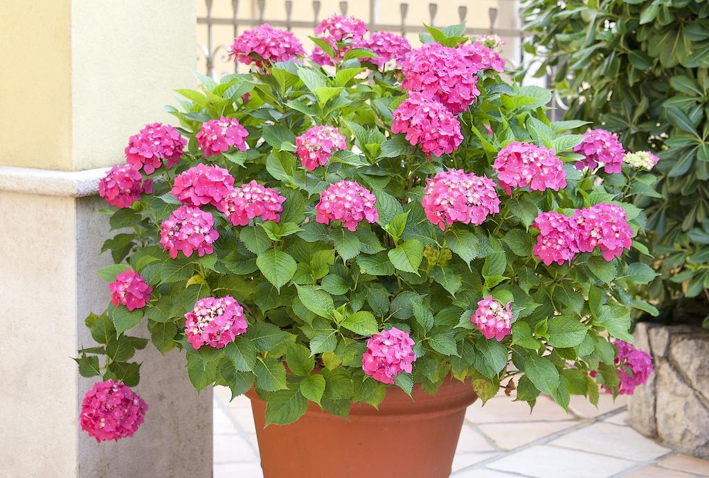 Apartments Hortensia Opatija Dış mekan fotoğraf